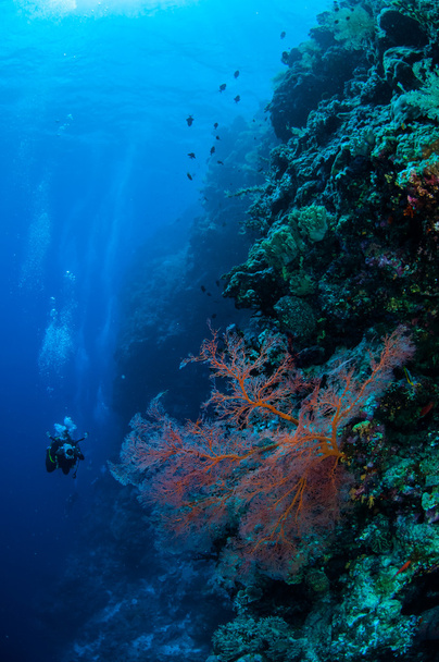 Taucher und Meeresfan muricella sp. in banda, indonesien unterwasserfoto - Foto, Bild