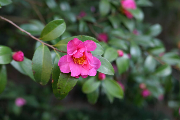 Квіти Camellia japonica. - Фото, зображення