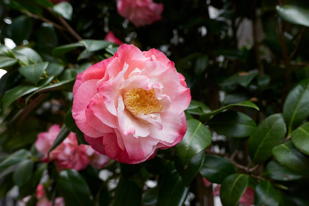 Camellia japonica bloem close up - Foto, afbeelding