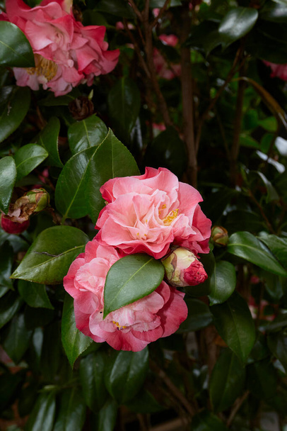 Camellia japonica flower close up - Photo, Image