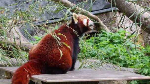 Il panda rosso, Ailurus fulgens, chiamato anche panda minore e l'orso gatto rosso seduto su un albero. - Filmati, video