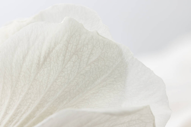 White hibiscus flower background closeup. Horizontally. - Foto, immagini
