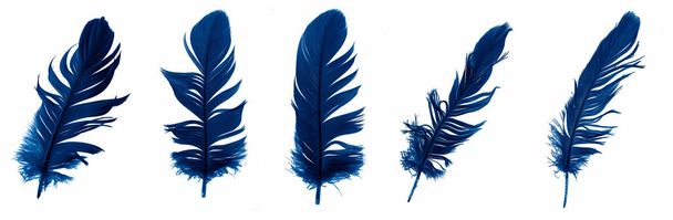 blauwe ganzenveren op een witte geïsoleerde achtergrond - Foto, afbeelding
