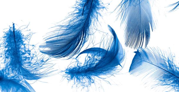 blue duck feathers on a white isolated background - Foto, Imagen