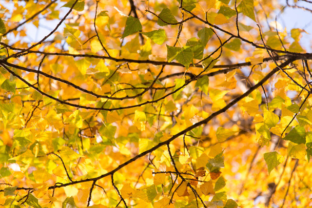 Autumn leaves on the tree. Season of colorful foliage. - Foto, Imagem