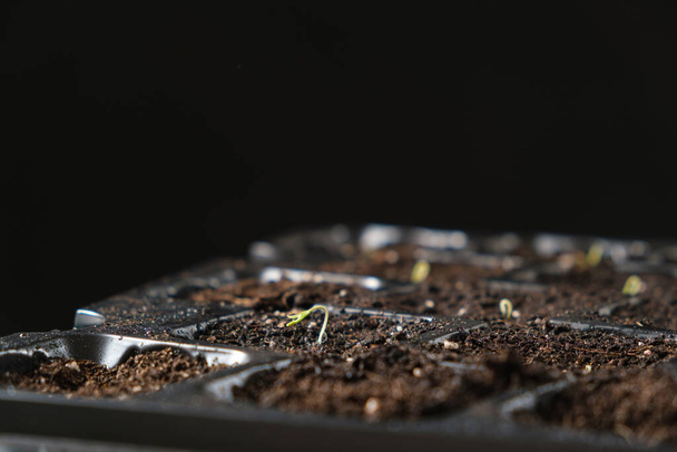 Growing tomatoes from seeds, step by step. Step 4 - the first sprout - Photo, image