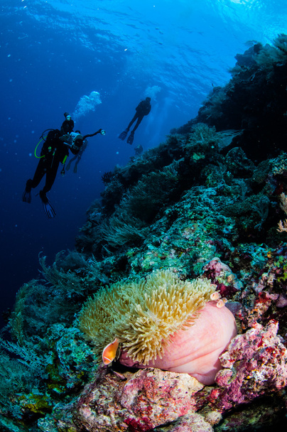 Búvárok, anemone, bohóchal, lágy korall Banda, Indonézia víz alatti fénykép - Fotó, kép