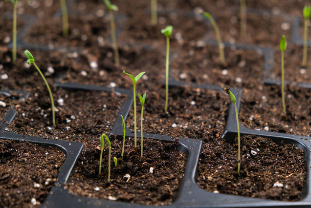 Growing tomatoes from seeds, step by step. Step 6 - many sprouts sprouted - Photo, image