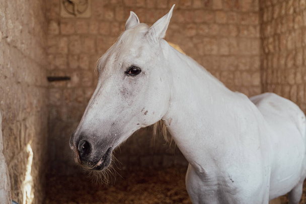 Close up shot of horses in stables. - Фото, изображение