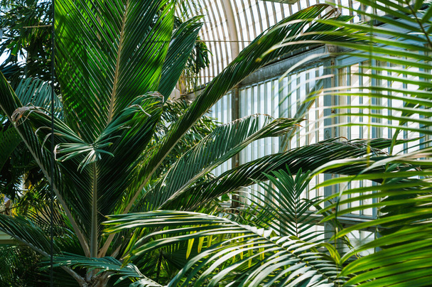 Palmuja kasvaa valtava kasvihuone. Eksoottiset termofiiliset puut ja kasvit katon alla. Kasvitieteellinen puutarha - Valokuva, kuva