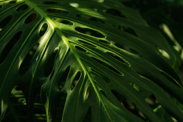Close-up of monstera green leaf. Green plants in greenhouse. Botanical garden. Nature background. - Foto, Imagem