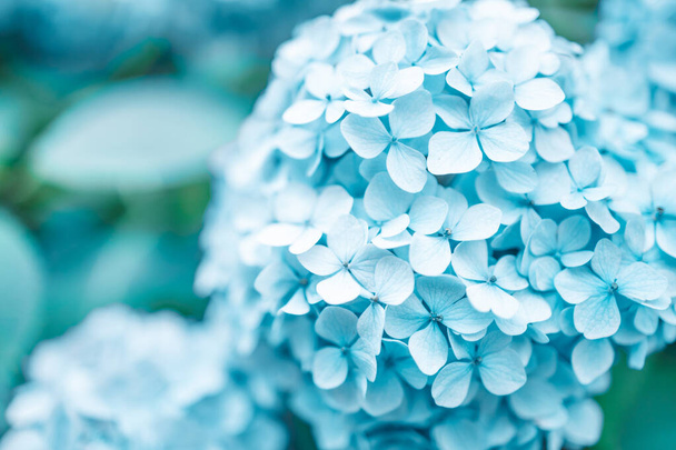 Details van blauwe bloemblaadjes. Macro foto van hortensia bloem. Mooie kleurrijke blauwe textuur van bloemen voor ontwerpers. Hortensia macrophylla. Hoge kwaliteit foto - Foto, afbeelding