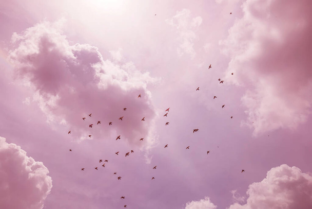 Hejno ptáků letících na jih proti zatažené obloze - Fotografie, Obrázek
