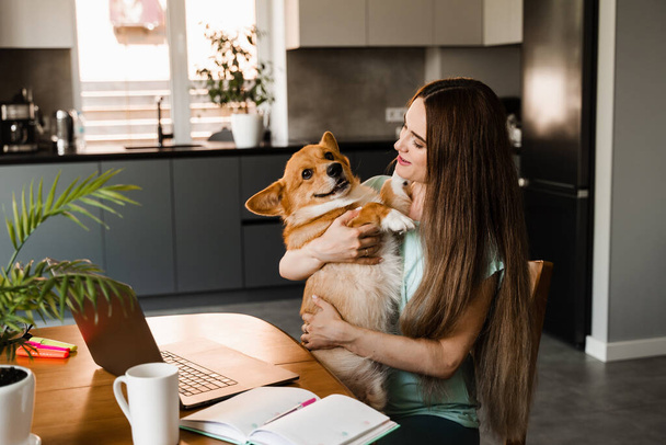 Girl sitting with laptop and hug Corgi dog at home. Remote work in house. Girl play with lovely Welsh Corgi Pembroke in break at online work. Lifestyle with domestic pet - Photo, image