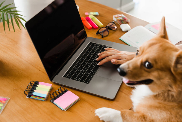 Business woman with Corgi dog working online on laptop and typing text to colleagues. Teamwork with Welsh Corgi Pembroke at home. Close-up photo of typing text on laptop - Photo, Image