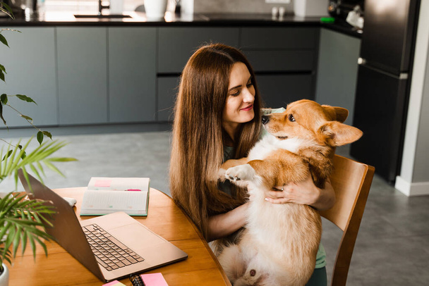 Girl with laptop smile and play with Corgi dog at home. Programmer woman working online and have a break for hug her dog. Having fun with Welsh Corgi Pembroke - Zdjęcie, obraz