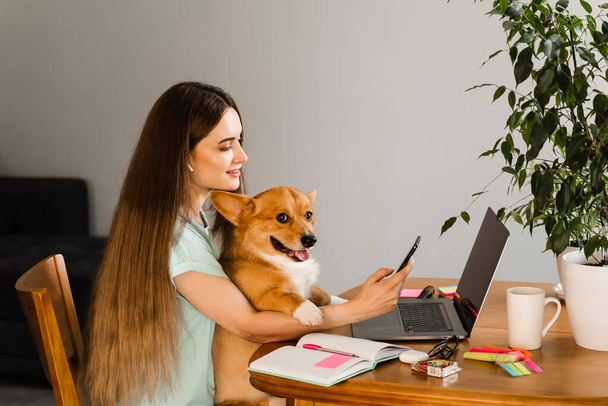 Girl chatting with friends online using laptop and showing her Corgi dog at home. Lifestyle with Welsh Corgi Pembroke. Video connection with family. Happy girl and domestic pet having fun together - Foto, imagen