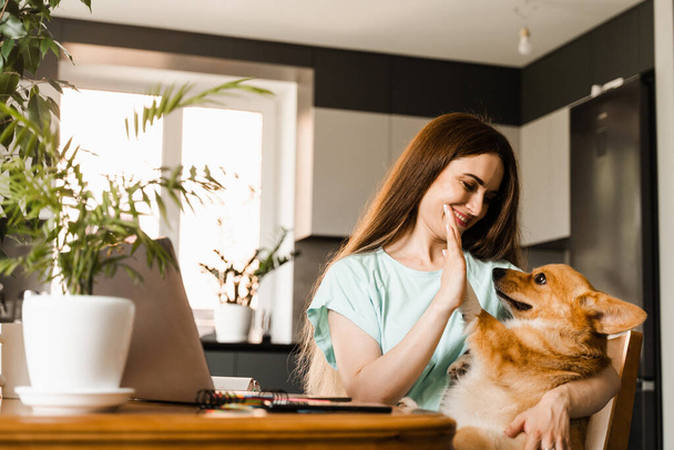 Ομαδική κατασκευή. Ομαδική δουλειά με τον Ουαλό Κόργκι Πέμπροουκ στο σπίτι. Κορίτσι χέρι δώσει πέντε Corgi σκυλί στο χώρο εργασίας με φορητό υπολογιστή στο σπίτι. Επικοινωνία με συναδέλφους και την οικογένεια online - Φωτογραφία, εικόνα