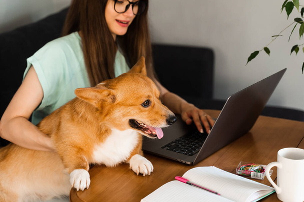 Business woman in glasses working on laptop online and hug Corgi dog. IT specialist girl working remotely and petting her dog with Welsh Corgi Pembroke. Lifestyle with domestic pet at home - Foto, Bild
