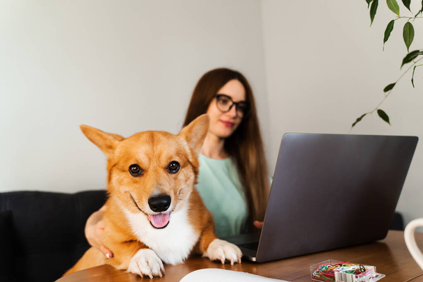 Business woman in glasses working on laptop online and hug Corgi dog. IT specialist girl working remotely and petting her dog with Welsh Corgi Pembroke. Lifestyle with domestic pet at home - 写真・画像