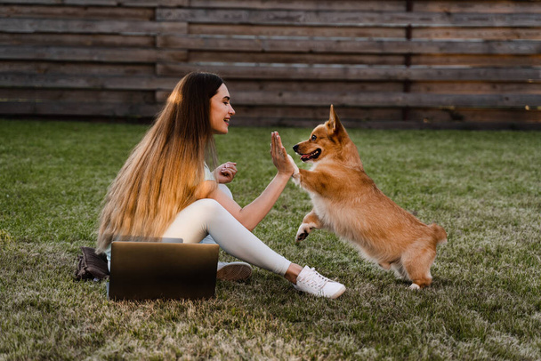 Teambuilding. Teamwork with Welsh Corgi Pembroke on the grass outside. Girl hand give five Corgi dog. Working on laptop outdoor. Communication with colleagues and family online - Valokuva, kuva