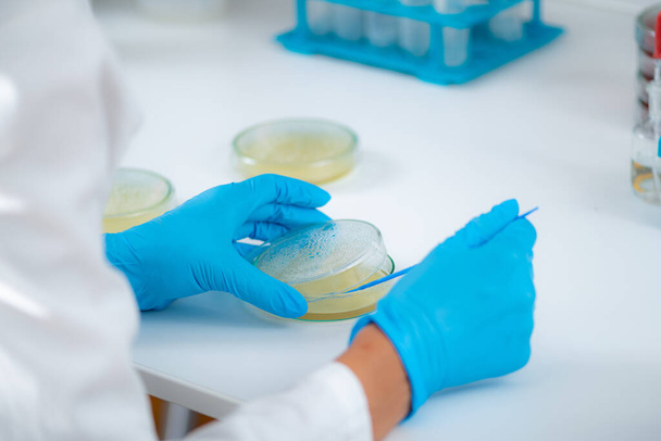 Microbiology lab work in a research facility. Hands of a lab technician spreading bacterial culture over the nutritional agar  - Photo, Image