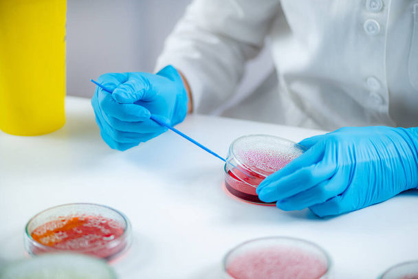 Microbiology laboratory work. Hands of a microbiologist working in a biomedical research laboratory, using a disposable inoculation rod to inoculate blood agar in a Petri dish.   - Photo, image