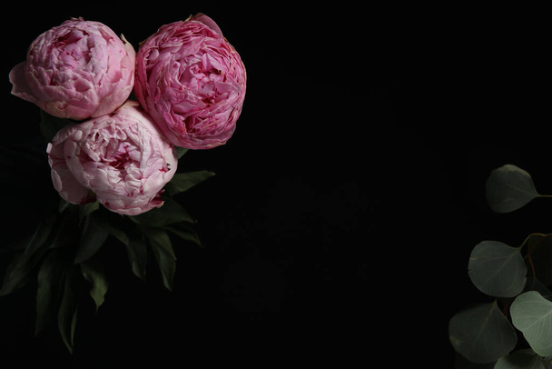 Beautiful fresh peonies on dark background, space for text - Фото, изображение