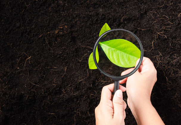 Hand of researcher woman holding a magnifying glass on black soil at the garden to research seedlings growing, Inspecting new saplings growth, Concept of global pollution, and hands environments - Foto, Imagen