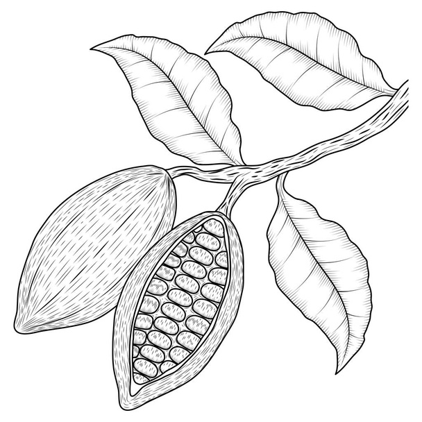 cocoa fruits and leafs sketch - Vector, imagen