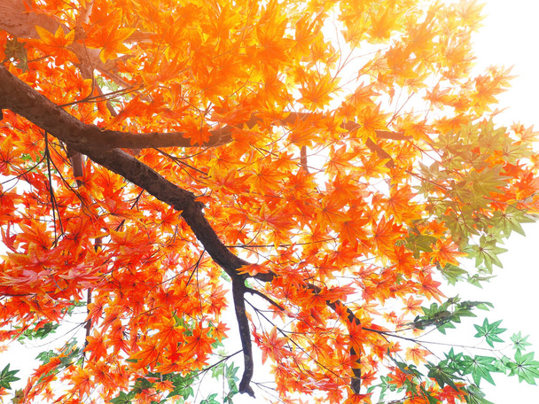 Помаранчеве і зелене кленове листя на гілках дерев на заході сонця на білому тлі в осінній сезон
. - Фото, зображення