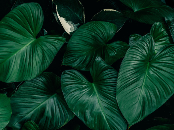 Large foliage of tropical leaves with dark green texture,  nature background. - Фото, изображение