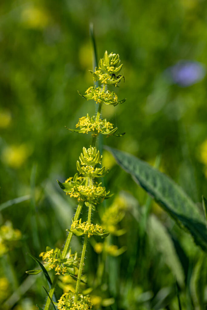 Cruciata laevipes flower growing in meadow - Fotografie, Obrázek
