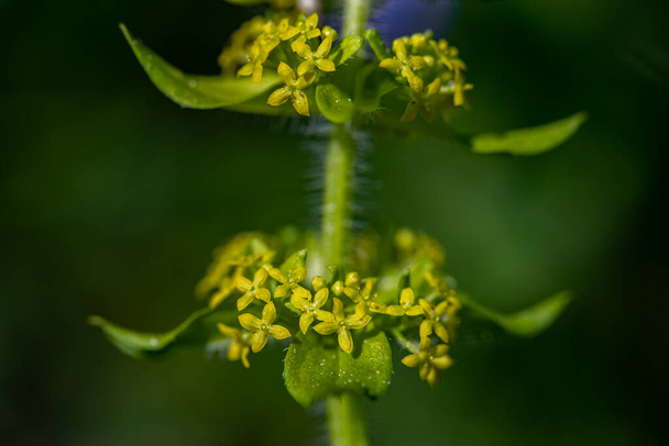 Cruciata laevipes flower growing in meadow, close up shoot - Photo, Image