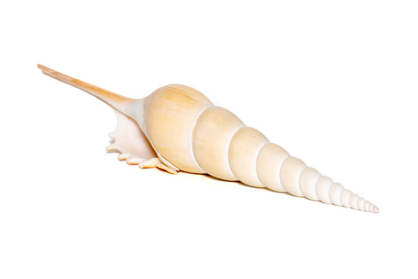 Image of Tibia Fusus sea shells (Spindle tibia or Shinbone tibia gastropod) on a white background. Sea shells. Undersea Animals. - Valokuva, kuva