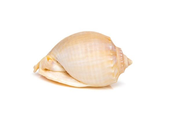 Image of grey bonnet (Phalium glaucum) seashells on a white background. Undersea Animals. Sea Shells. - Fotó, kép