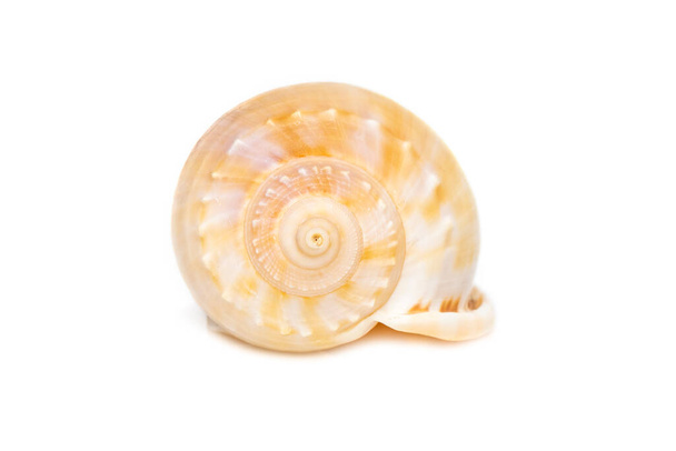 Image of grey bonnet (Phalium glaucum) seashells on a white background. Undersea Animals. Sea Shells. - Valokuva, kuva