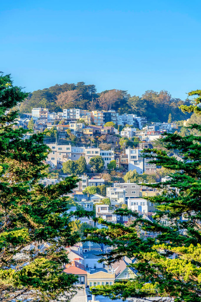Two pine trees at Kate Hill park against the view of residential area on a slope in San Francisco. There are pine trees on both sides and a view of residential buildings in the middle. - Foto, afbeelding