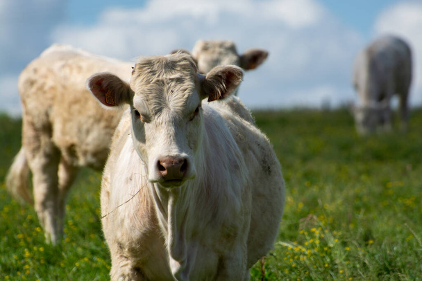 Αγέλη αγελάδων που αναπαύονται σε βοσκότοπους με πράσινα χόρτα, γάλα, τυρί και παραγωγή κρέατος στη Νορμανδία, Γαλλία - Φωτογραφία, εικόνα