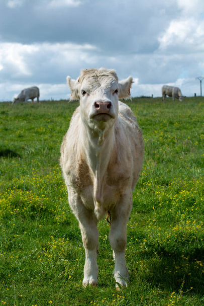 Lehmäkarja, joka lepää Normandiassa, Ranskassa, vehnänurmella, maidolla, juustolla ja lihantuotannolla - Valokuva, kuva