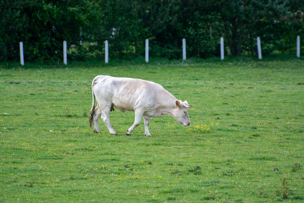 Lehmäkarja, joka lepää Normandiassa, Ranskassa, vehnänurmella, maidolla, juustolla ja lihantuotannolla - Valokuva, kuva