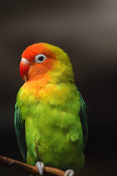 Любовная птица Лилиан (Agapornis lilianae), также известная как любящая птица ниасы на тёмном фоне. Маленький африканский попугай с оранжевой головой. - Фото, изображение