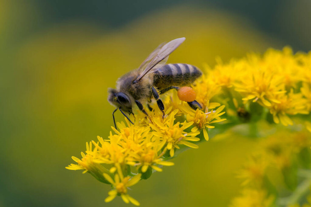 A honey bee (Apis mellifera) works on a flower of Canada goldenrod (Solidago canadensis). A bee on a yellow goldenrod flower with collected pollen. - Photo, Image