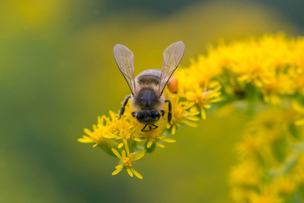 A honey bee (Apis mellifera) works on a flower of Canada goldenrod (Solidago canadensis). A bee on a yellow goldenrod flower with collected pollen. - Photo, Image