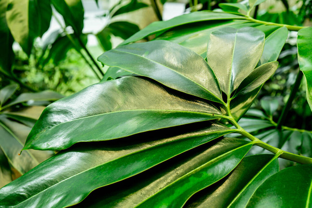 Зеленый лист пальмы текстура абстрактный фон тропического леса, концепция экологии и назначения прогресса, свобода путешествия образ жизни джунглей фон, экзотические растения. Летний тропик  - Фото, изображение