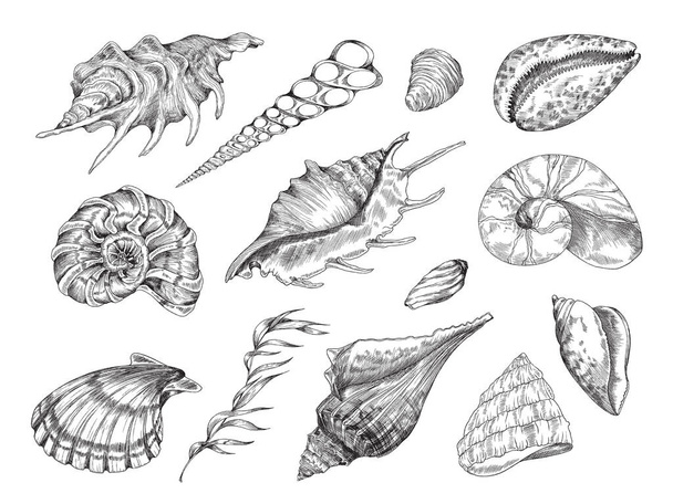 Seashell pencil sketch vector set. Sea shell vintage etching engraved drawing. Conch, nautilus, scallop, clam and other types of nautical shellfish mollusk seafood, detailed collection isolated. - Vektör, Görsel