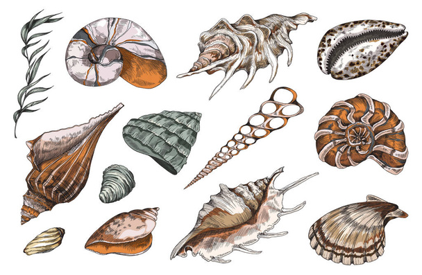 Hand drawn ocean shells collection, color engraving vintage style vector illustration isolated on white background. Seashells of various shapes bundle. - Вектор, зображення
