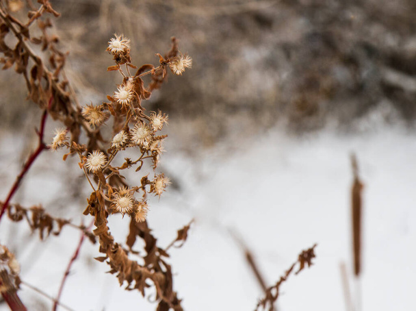 flowers that have died during the cold temps of winter with snow in the background - Photo, Image