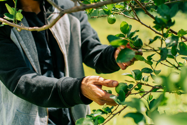 Hands of a man picking green lemons in a gardener, Person harvesting unripe lemons at a natural gardener. Concept of person picking lemons in the field - 写真・画像