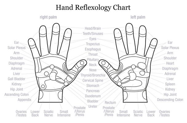 Hand reflexology chart description outline - Vector, Image
